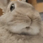 Lapinou voice changer