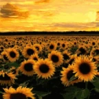 sunflowah voice changer