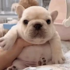 pibble voice changer