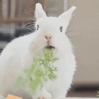 wightrabbit voice changer
