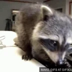 topside racoon voice changer