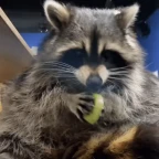 kiwik___ voice changer