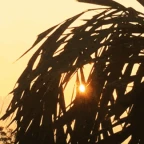 solariun voice changer