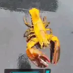 Sisyphus Prime voice changer