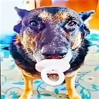 noli like ig voice changer