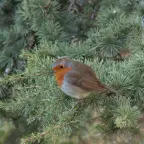 Nice Deep Voice voice changer