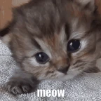 meow cat voice v1 voice changer