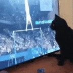 Cat in a TV voice changer