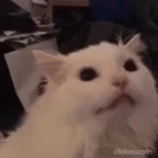 Meow voice changer