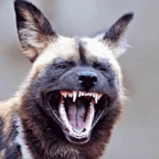 Hazel Yeen voice changer