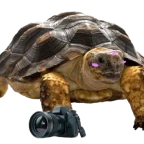 test voice voice changer