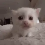 No A.I. Interuption voice changer