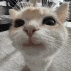 silly kitty voice changer