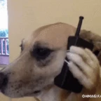 walkie talkie perrito voice changer