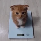 grammage voice changer