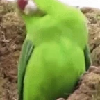 parrot voice changer
