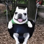 ai pibble voice voice changer