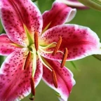 Minhas flores voice changer