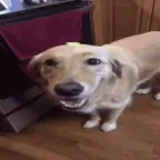 I have no mouth but I must scream voice changer