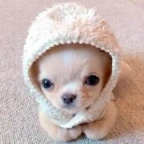 Kettle Cooked voice changer