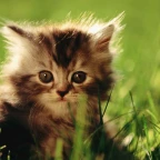 girl/boy voice changer