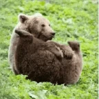 big fart voice changer