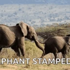 pummeled by a hoard of elephants voice changer