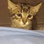 Depressed Cat - Sound