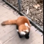 Red Panda voice changer