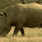 rhino voice changer