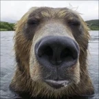 Robo greg voice changer