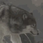 endo wolf voice changer
