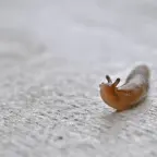 SPACE SLUG voice changer