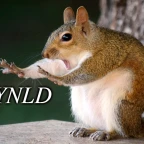 Kokumai voice changer