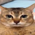 robot or mech voice voice changer