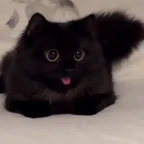 VoidKitty voice changer