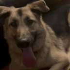 dog panting voice changer