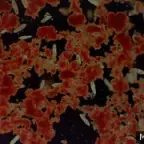 Squirev4 voice changer