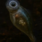 Curiobot voice changer