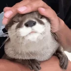 otter voice changer