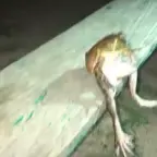 grenouille voice changer