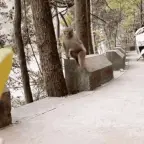 robert voice changer