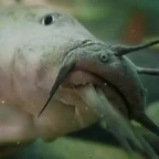 roblox catfish voice changer