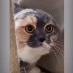 reverse copy voice changer