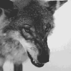 wolf voice changer