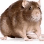 Tikus 1 voice changer