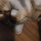 Lolo Loin voice changer