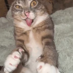 silly robot :3 voice changer