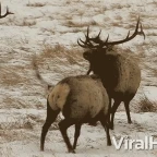 BUCK 2.0 voice changer