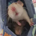 Little Rat voice changer